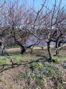 1月29日佐布里池の梅の花の様子